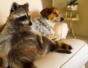 ddos压力测试网页端