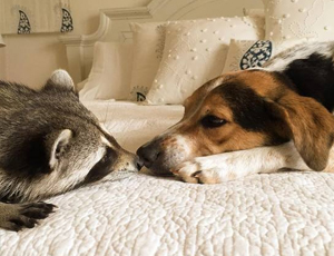 ddos压力测试平台