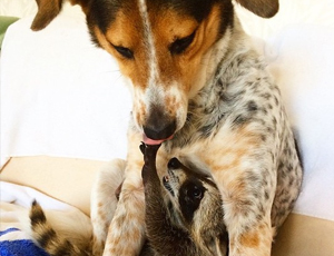 智能推荐精准的网站攻击软件工具